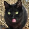 JossCat 的头像