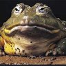Фото профиля FantasticWildlife