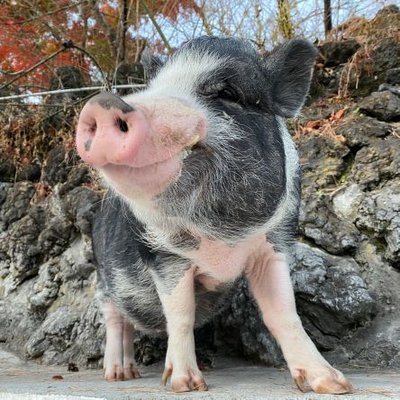 小諸市動物園【公式】's profile picture