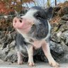 Фото профиля 小諸市動物園【公式】