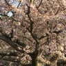 桐生さくら's profile picture
