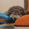 小心者(YouTube用垢) profil fotoğrafı