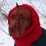 ForTheAnimals's profile picture