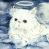 Kedi Babası profil fotoğrafı