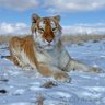 Фото профиля Lorraine Pezzella