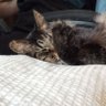 たまねこ 的头像