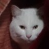 ゆずき 的头像