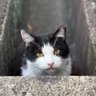 Profilbild von 永遠の寂しんぼ