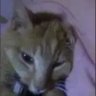 Profilbild von 猫旦那