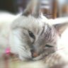 のらねこ's profile picture