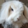 Profilbild von Pilar R 🐇✨🦇🤍