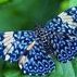 monica_marilena's profile picture