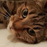 Фото профиля Frankiecat