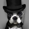 Bluebelle profil fotoğrafı