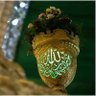 عادل's profile picture