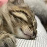雪ねこ profil fotoğrafı