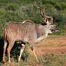 Profilbild von Koevoet Van Ovamboland