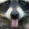 Profilbild von Sr_Mapache