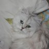 ケンケンボー profil fotoğrafı