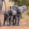 Crypto Elephant 的头像