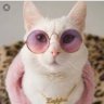 Percythecat profil fotoğrafı