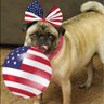 Rosie the Patriot Pug 🇺🇸 profil fotoğrafı
