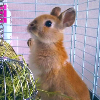 ウチのミカンちゃん【ミニウサギ】's profile picture