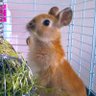 Фото профиля ウチのミカンちゃん【ミニウサギ】