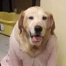 Pecheyo 的头像