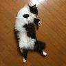 サキガケ's profile picture