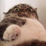 Profilbild von Mèo cute