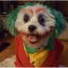 Profilbild von El Joker shileno