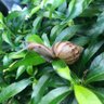 🐌คุณทาก สวัสดีวันสุข🌟🍀's profile picture