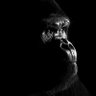 🦍 ✠ Black ¹⁸⁹⁸ ✠ 🦍 profil fotoğrafı