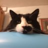 Thomas Cromwell’s Uncle 🏴's profile picture