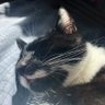 Фото профиля Lazycat