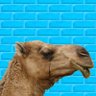Le Chameau Bossu 🐫 profil fotoğrafı