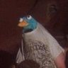 Profilbild von Straying Perry
