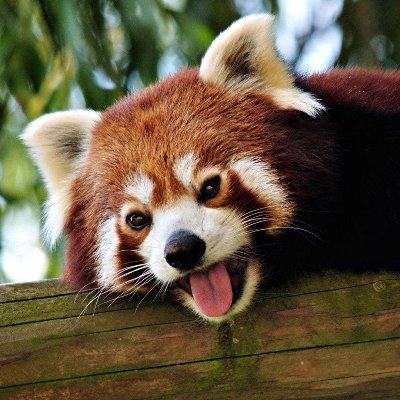AdmiralRaptr's profile picture