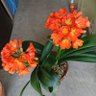 佐藤智 profil fotoğrafı