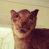Фото профиля Catolic