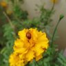 anuj yadav ็ๅคดๅ
