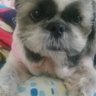 Profilbild von niconico