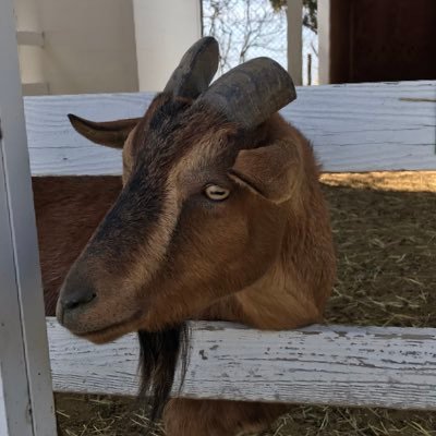 百万遍にかつや誘致's profile picture