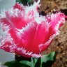 Goca65 profil fotoğrafı