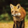 NightFox profil fotoğrafı
