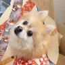 れっしー 的头像
