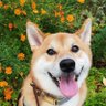 ふじ's profile picture