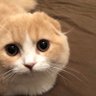 Фото профиля ゆ