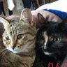 ますぅ🐈⬛🐈's profile picture